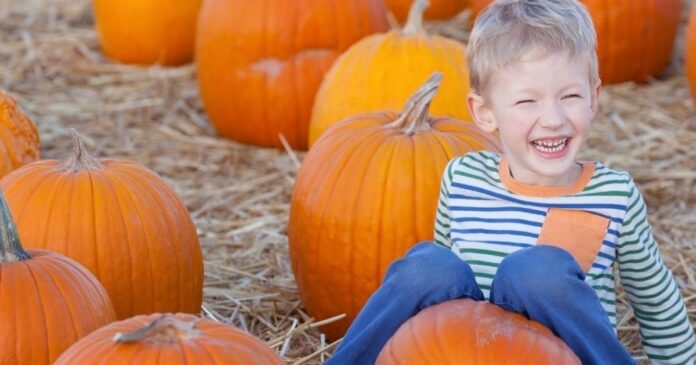 pumpkin picking half term