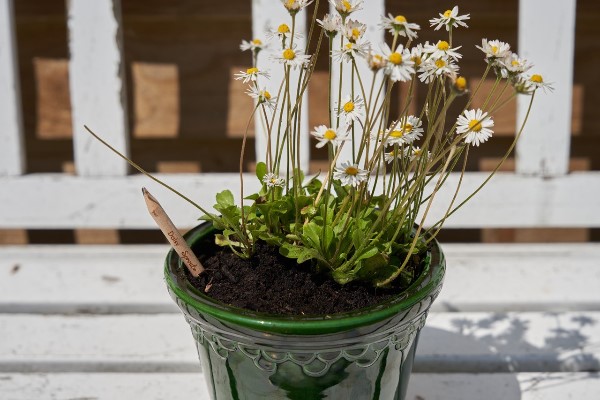 Mother's Day Guide 2025